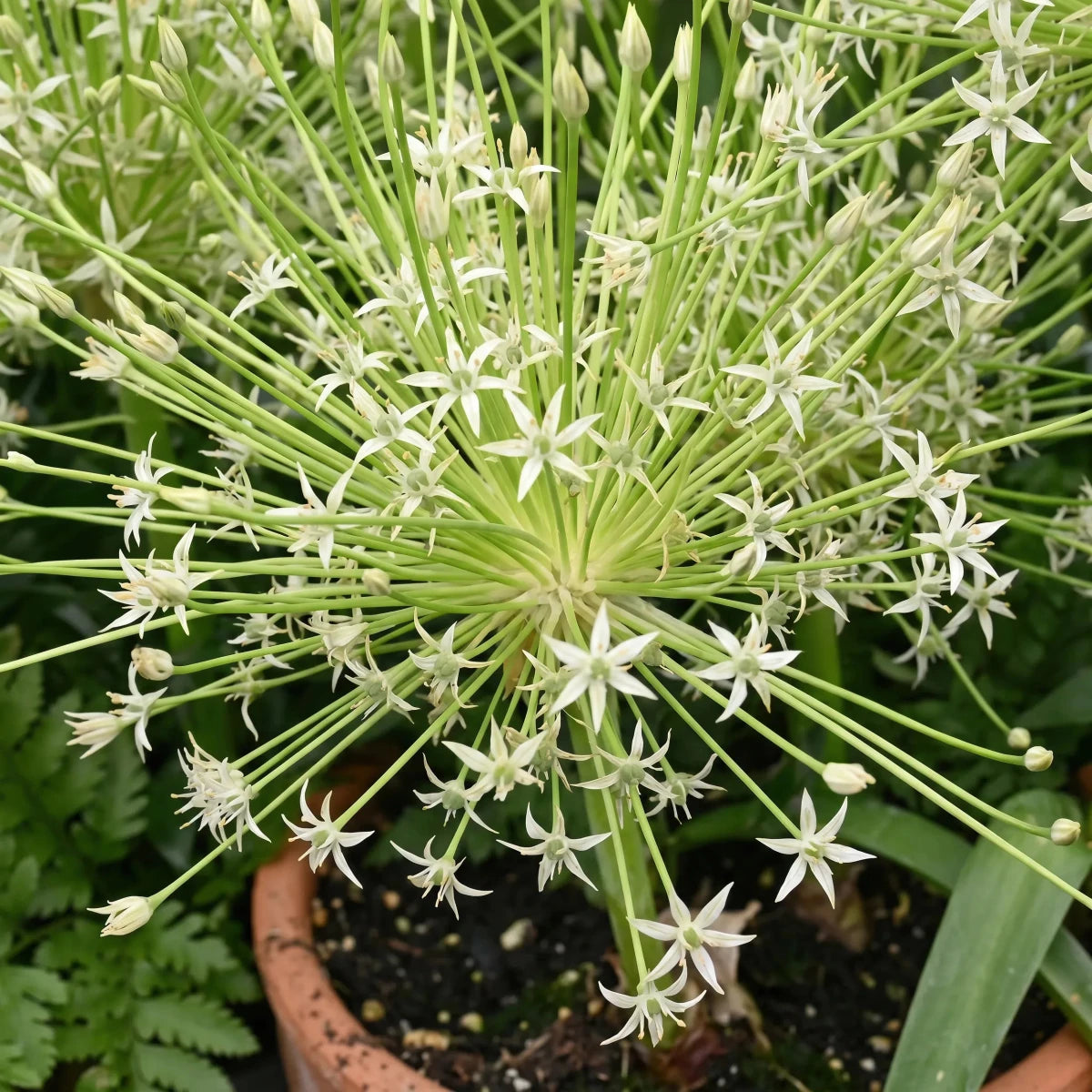 Allium 'Arctic Snow' (Schubert's allium 'Arctic Snow) - Harding & Bloom