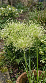 Allium 'Arctic Snow' (Schubert's allium 'Arctic Snow) - Harding & Bloom