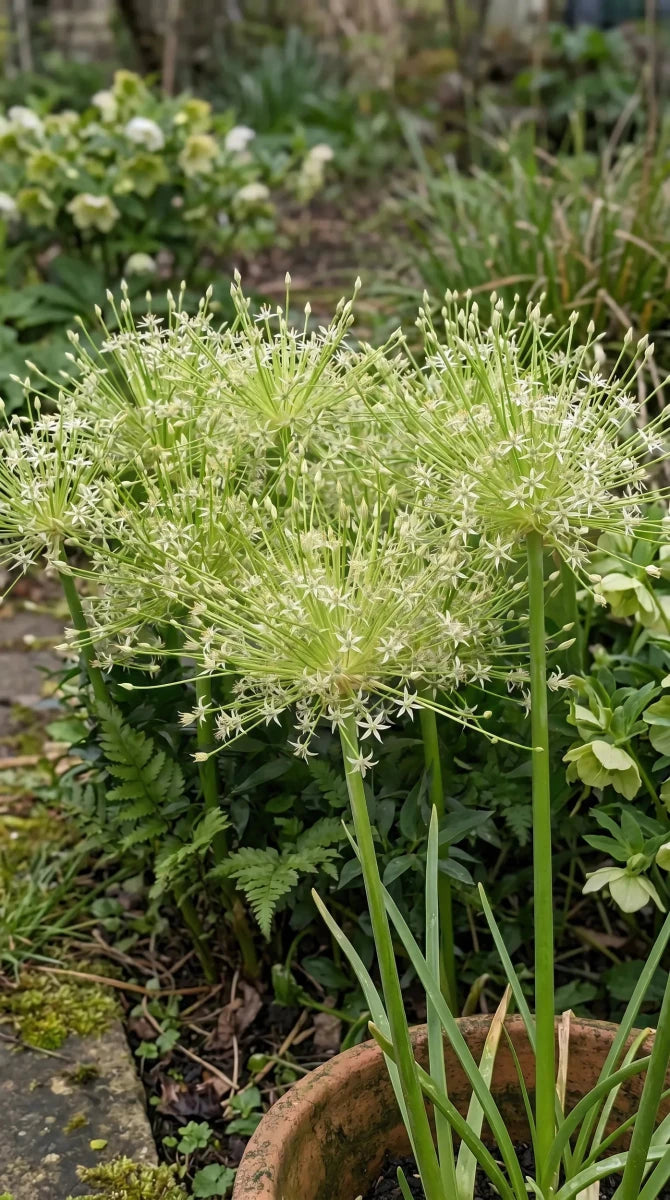 Allium 'Arctic Snow' (Schubert's allium 'Arctic Snow) - Harding & Bloom