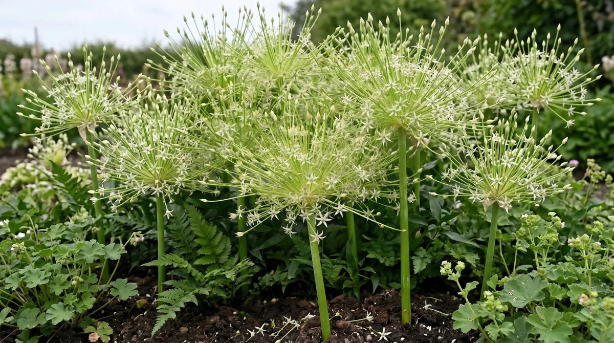 Allium 'Arctic Snow' (Schubert's allium 'Arctic Snow) - Harding & Bloom