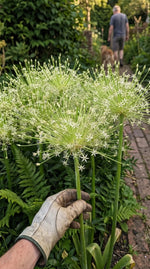 Allium 'Arctic Snow' (Schubert's allium 'Arctic Snow) - Harding & Bloom