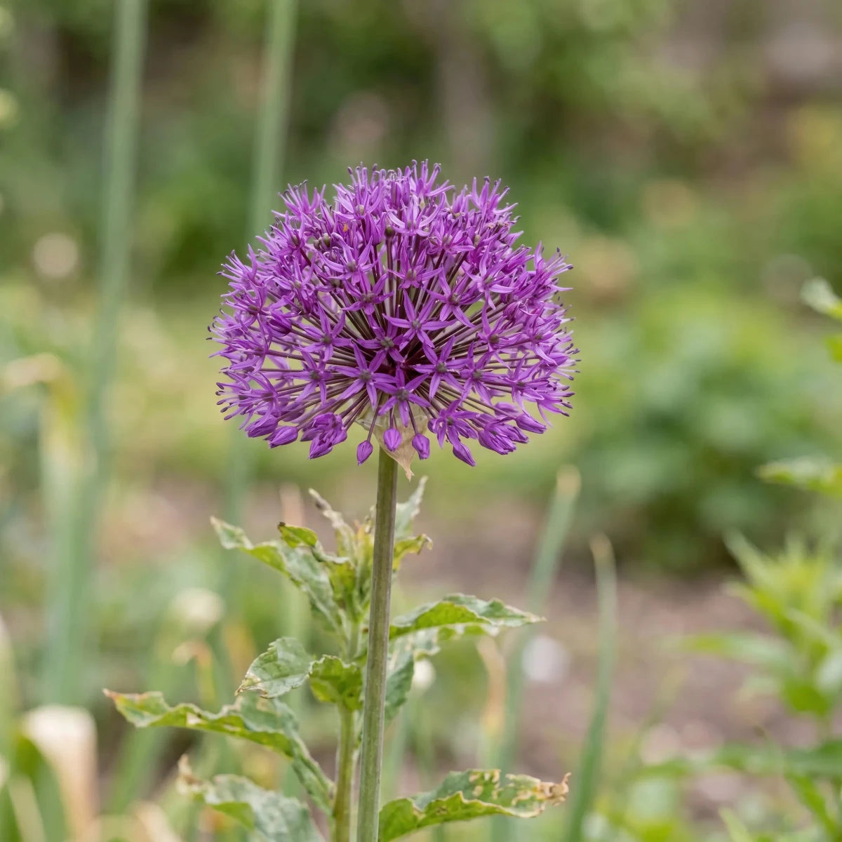 Allium 'Aflatunense' (hollandicum) - Harding & Bloom