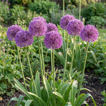 Allium 'Aflatunense' (hollandicum) - Harding & Bloom