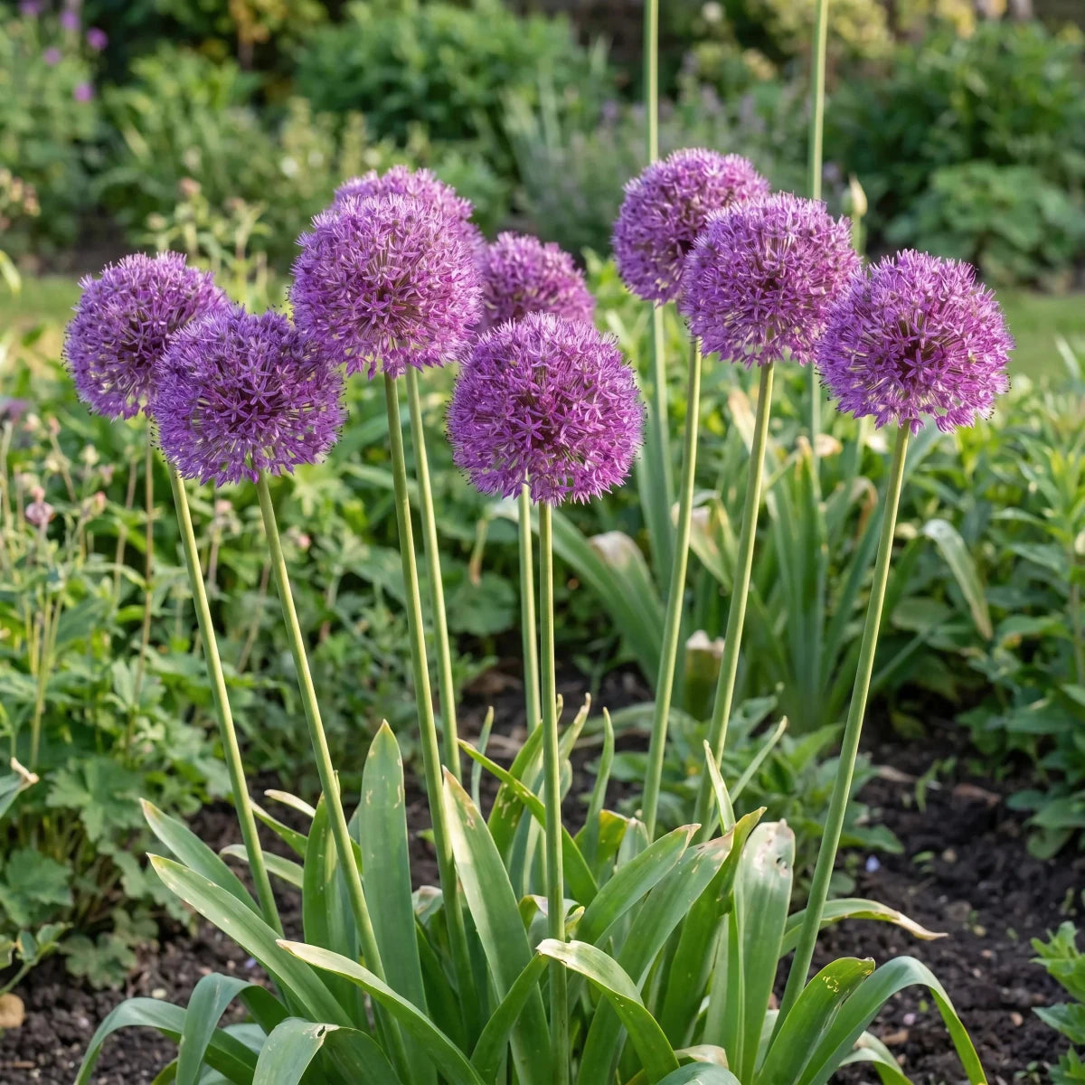 Allium 'Aflatunense' (hollandicum) - Harding & Bloom