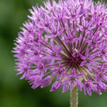 Allium 'Aflatunense' (hollandicum) - Harding & Bloom