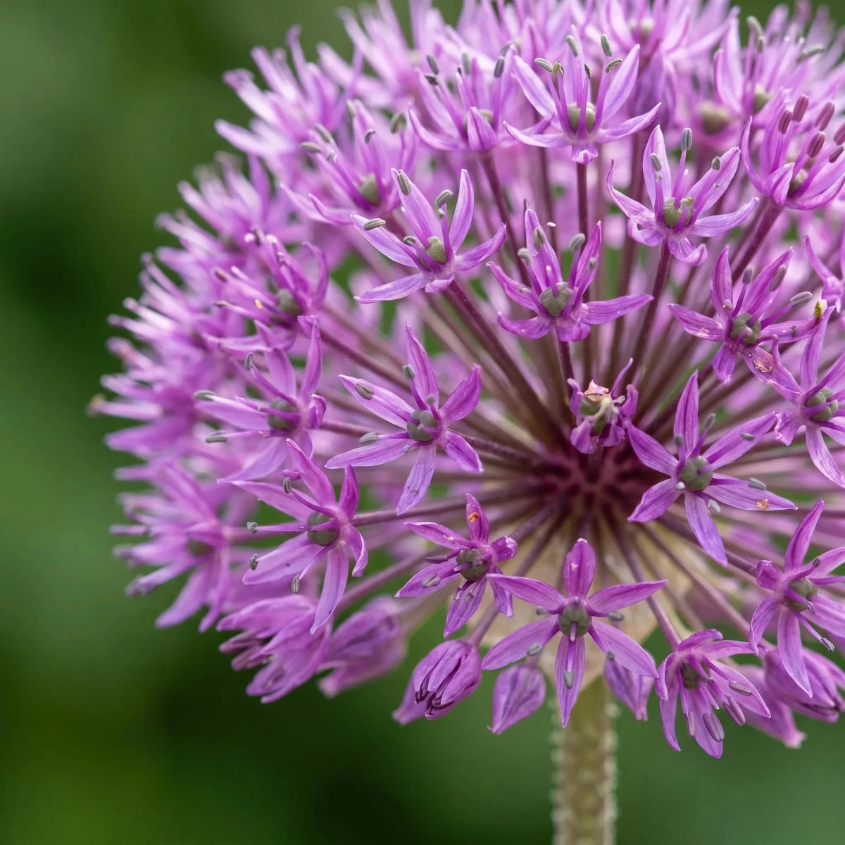 Allium 'Aflatunense' (hollandicum) - Harding & Bloom