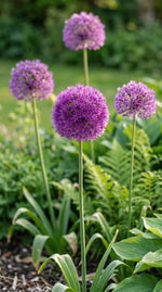 Allium 'Aflatunense' (hollandicum) - Harding & Bloom