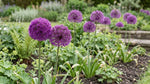 Allium 'Aflatunense' (hollandicum) - Harding & Bloom