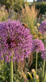 Allium 'Aflatunense' (hollandicum) - Harding & Bloom