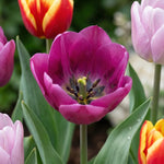 Tulipa 'Triumph Mix' (Tulip) - Harding & Bloom