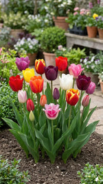 Tulipa 'Triumph Mix' (Tulip) - Harding & Bloom