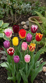 Tulipa 'Triumph Mix' (Tulip) - Harding & Bloom