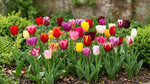 Tulipa 'Triumph Mix' (Tulip) - Harding & Bloom