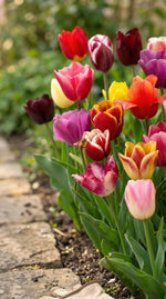 Tulipa 'Triumph Mix' (Tulip) - Harding & Bloom