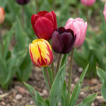 Tulipa 'Single Late Mixed' (Tulip) - Harding & Bloom