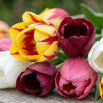Tulipa 'Single Late Mixed' (Tulip) - Harding & Bloom