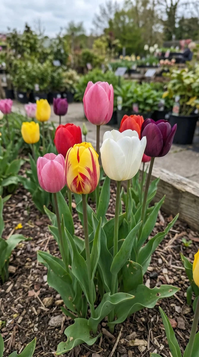 Tulipa 'Single Late Mixed' (Tulip) - Harding & Bloom
