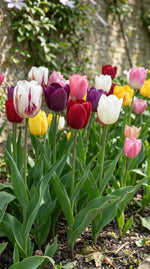 Tulipa 'Single Late Mixed' (Tulip) - Harding & Bloom