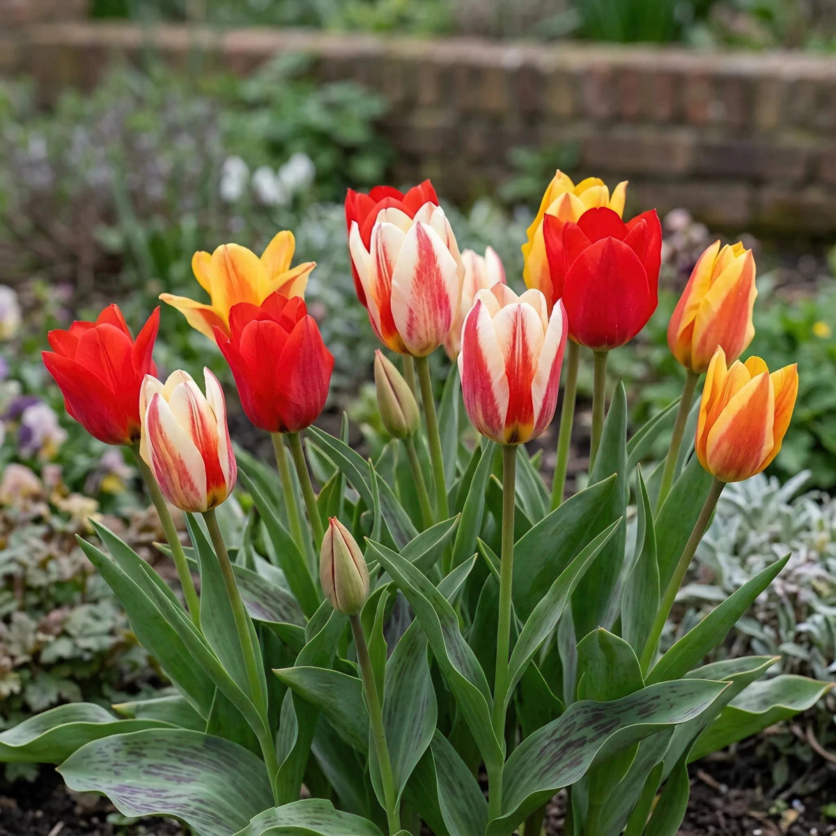 Tulipa 'Greigii-peacock Mixed' - Harding & Bloom