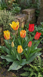 Tulipa 'Greigii-peacock Mixed' - Harding & Bloom