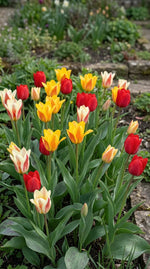 Tulipa 'Greigii-peacock Mixed' - Harding & Bloom