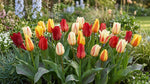 Tulipa 'Greigii-peacock Mixed' - Harding & Bloom