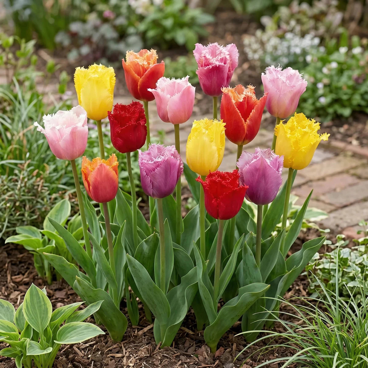 Tulipa 'Fringed Mixed' - Harding & Bloom