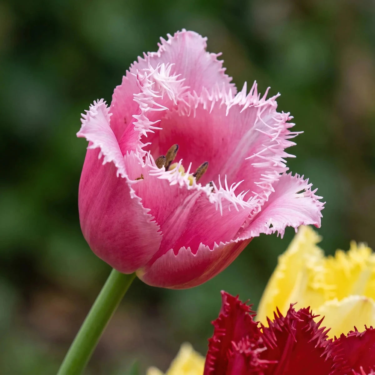 Tulipa 'Fringed Mixed' - Harding & Bloom