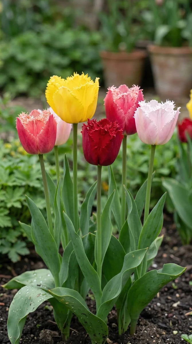 Tulipa 'Fringed Mixed' - Harding & Bloom