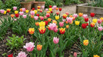 Tulipa 'Fringed Mixed' - Harding & Bloom