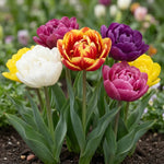 Tulipa 'Double Mixed' - Harding & Bloom