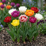 Tulipa 'Double Mixed' - Harding & Bloom