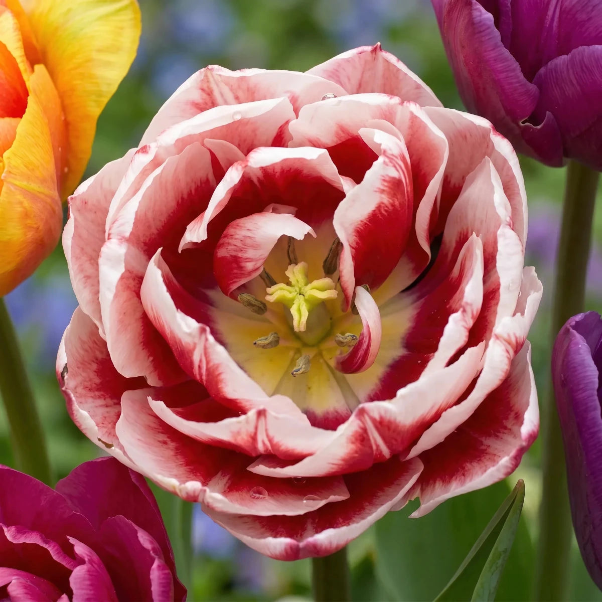Tulipa 'Double Mixed' - Harding & Bloom
