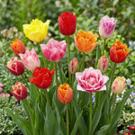 Tulipa 'Double Fringed Mixed' (Tulip) - Harding & Bloom