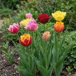 Tulipa 'Double Fringed Mixed' (Tulip) - Harding & Bloom