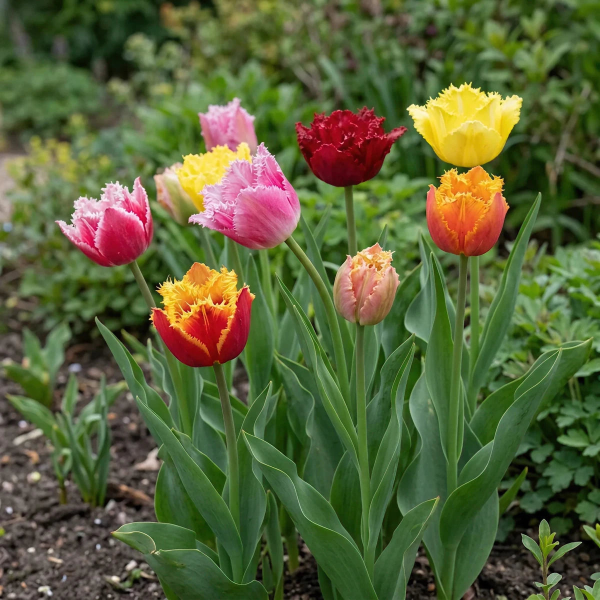Tulipa 'Double Fringed Mixed' (Tulip) - Harding & Bloom