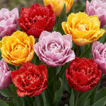 Tulipa 'Double Fringed Mixed' (Tulip) - Harding & Bloom