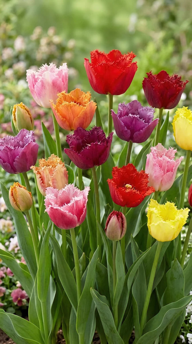 Tulipa 'Double Fringed Mixed' (Tulip) - Harding & Bloom