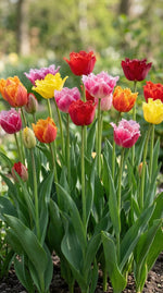 Tulipa 'Double Fringed Mixed' (Tulip) - Harding & Bloom