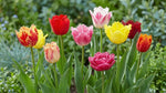Tulipa 'Double Fringed Mixed' (Tulip) - Harding & Bloom