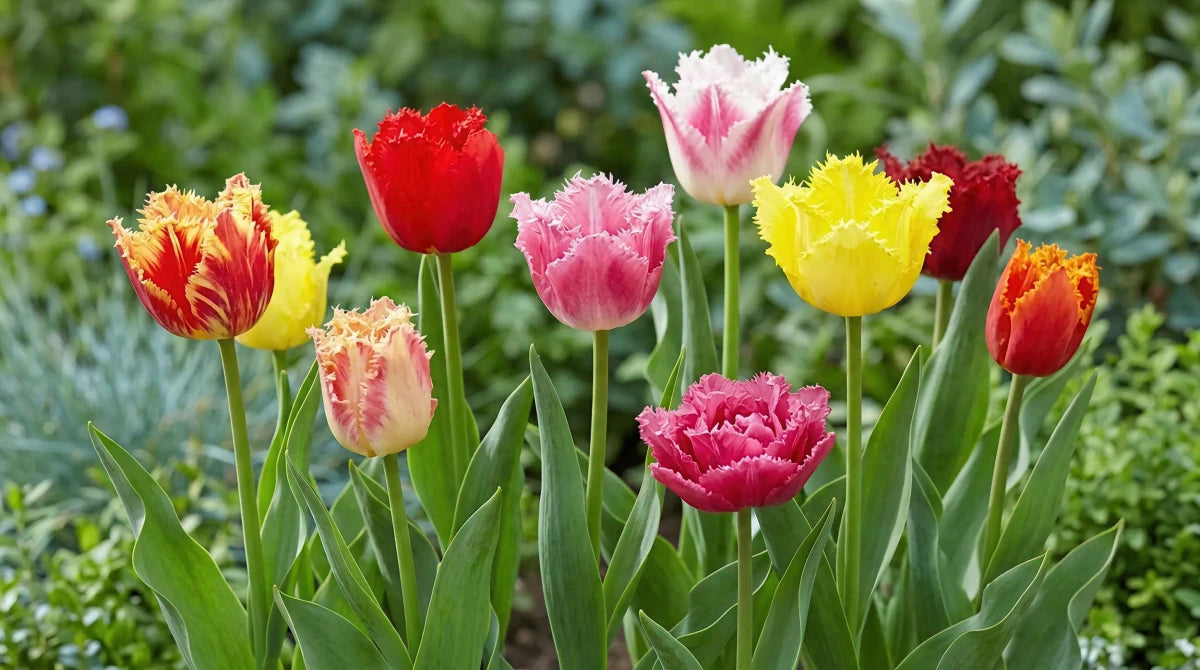 Tulipa 'Double Fringed Mixed' (Tulip) - Harding & Bloom