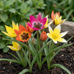 Tulipa 'Botanical Tulips Mixed' (Tulip) - Harding & Bloom