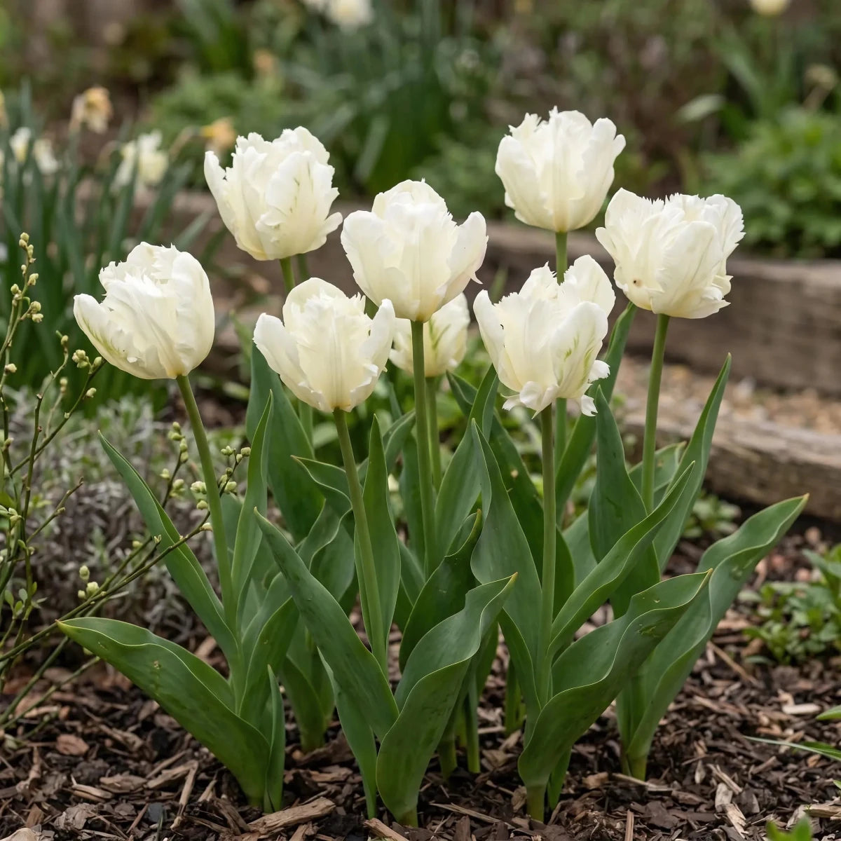 Tulipa 'White Parrot' - Harding & Bloom