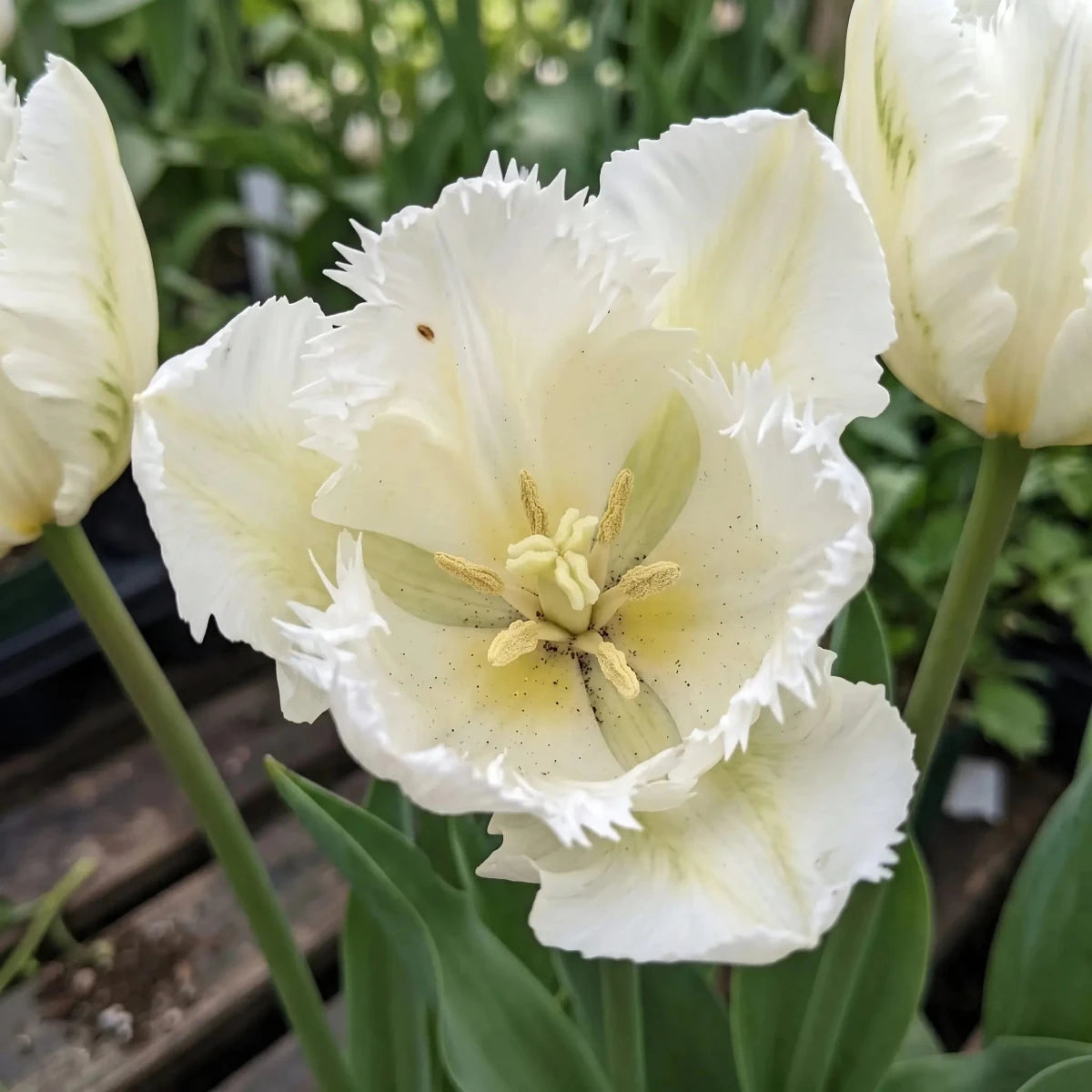 Tulipa 'White Parrot' - Harding & Bloom