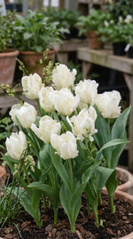 Tulipa 'White Parrot' - Harding & Bloom