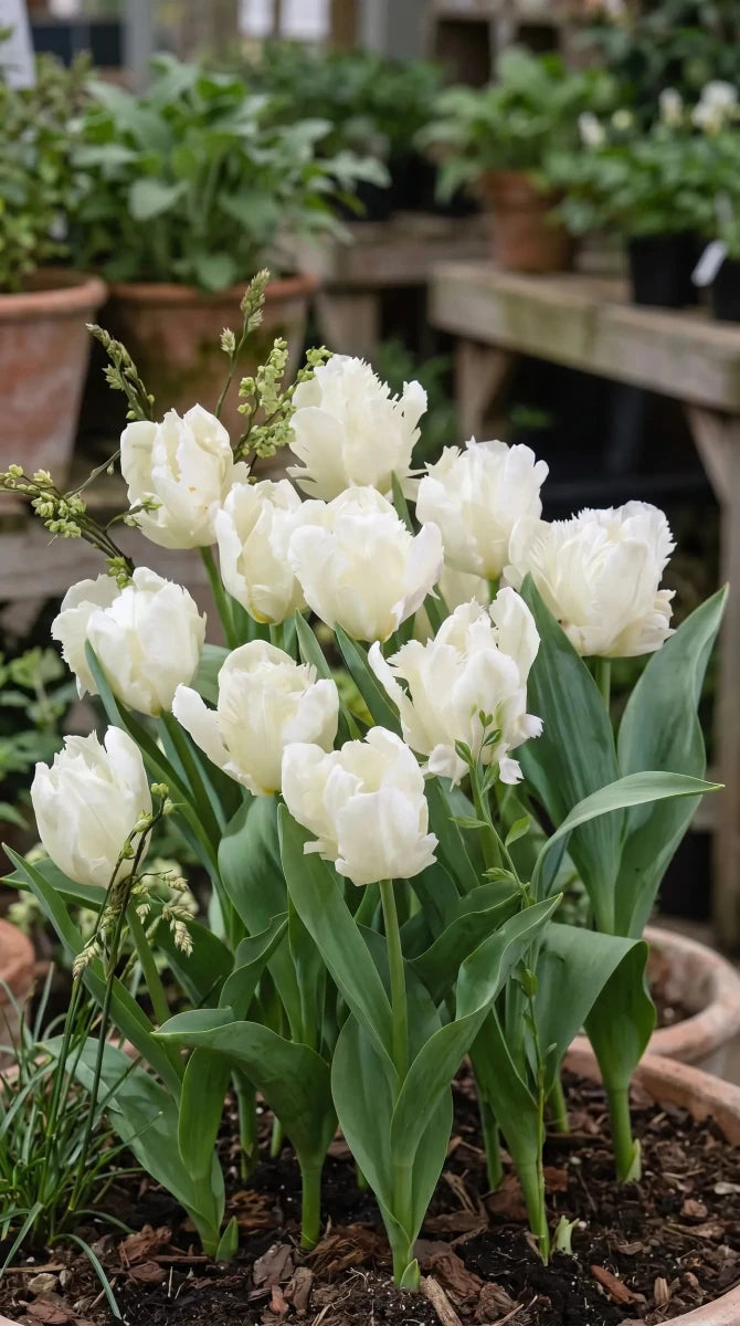 Tulipa 'White Parrot' - Harding & Bloom