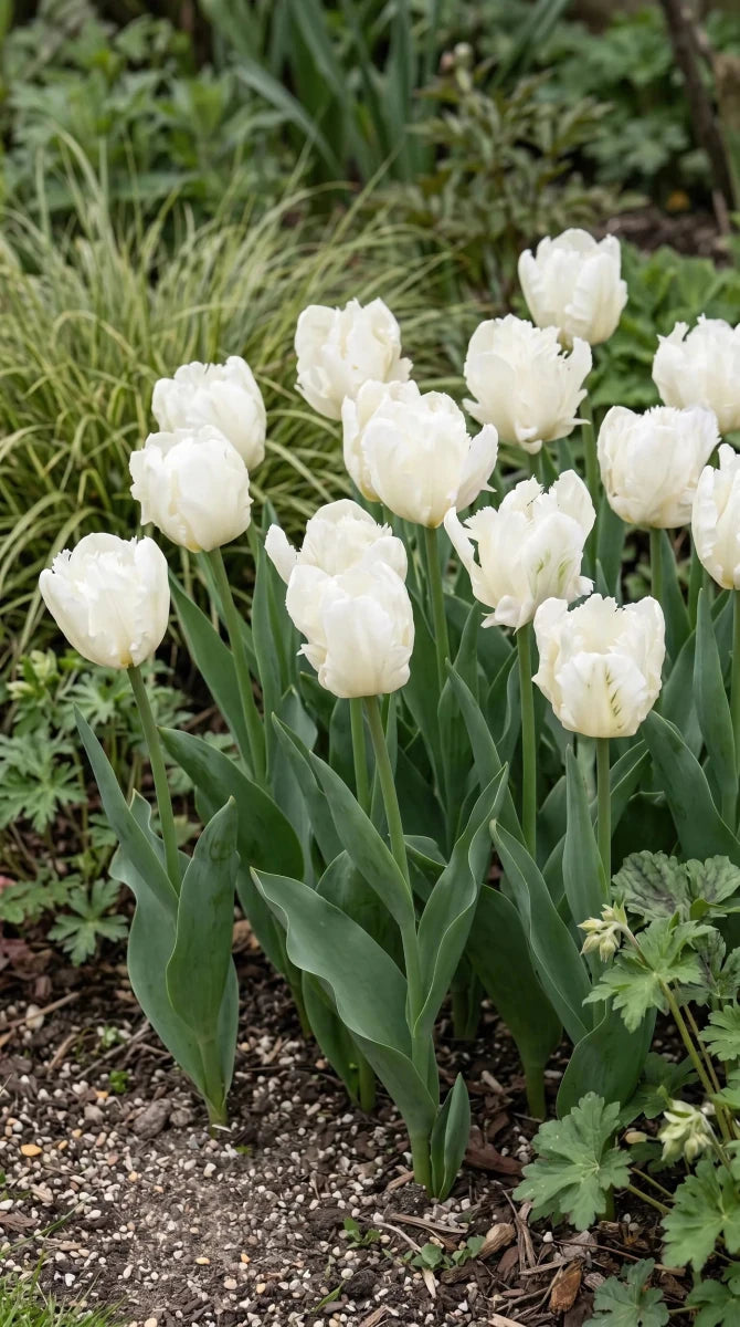 Tulipa 'White Parrot' - Harding & Bloom