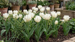 Tulipa 'White Parrot' - Harding & Bloom