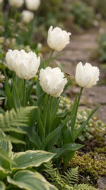 Tulipa 'White Parrot' - Harding & Bloom
