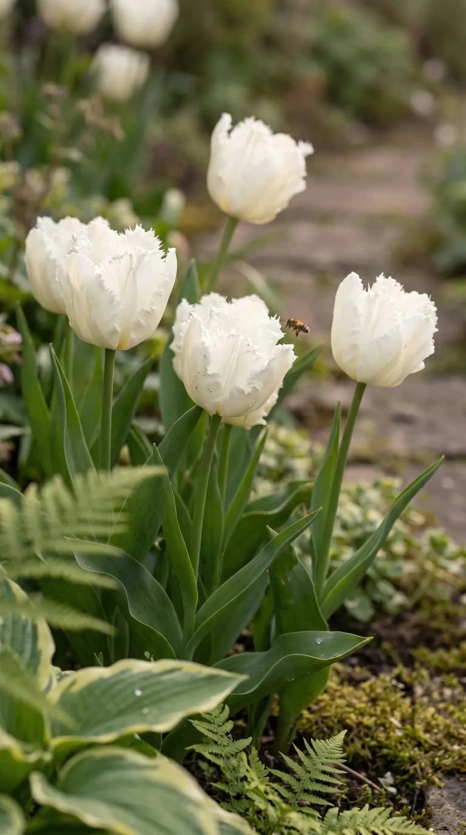 Tulipa 'White Parrot' - Harding & Bloom